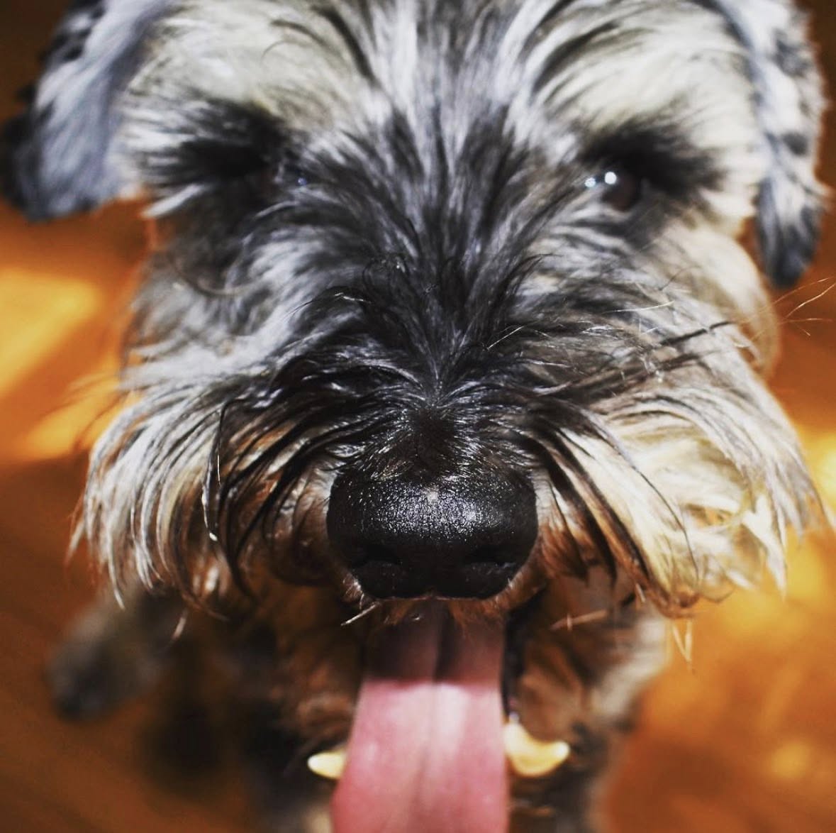 Max the dog